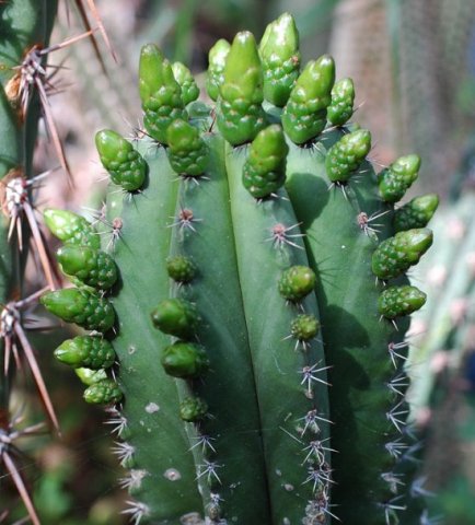 Polaskia_chichipe